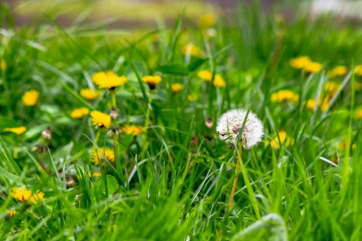 A lush green lawn in Panama City, FL, featuring dandelions and yellow flowers, perfect for showcasing local lawn care services.