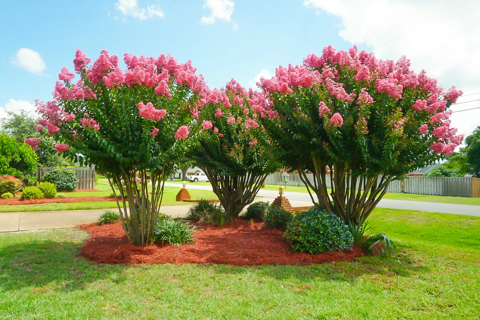 Beautiful landscaping with vibrant pink crepe myrtle trees and fresh lawn care in Panama City, FL. Perfect for enhancing curb appeal!