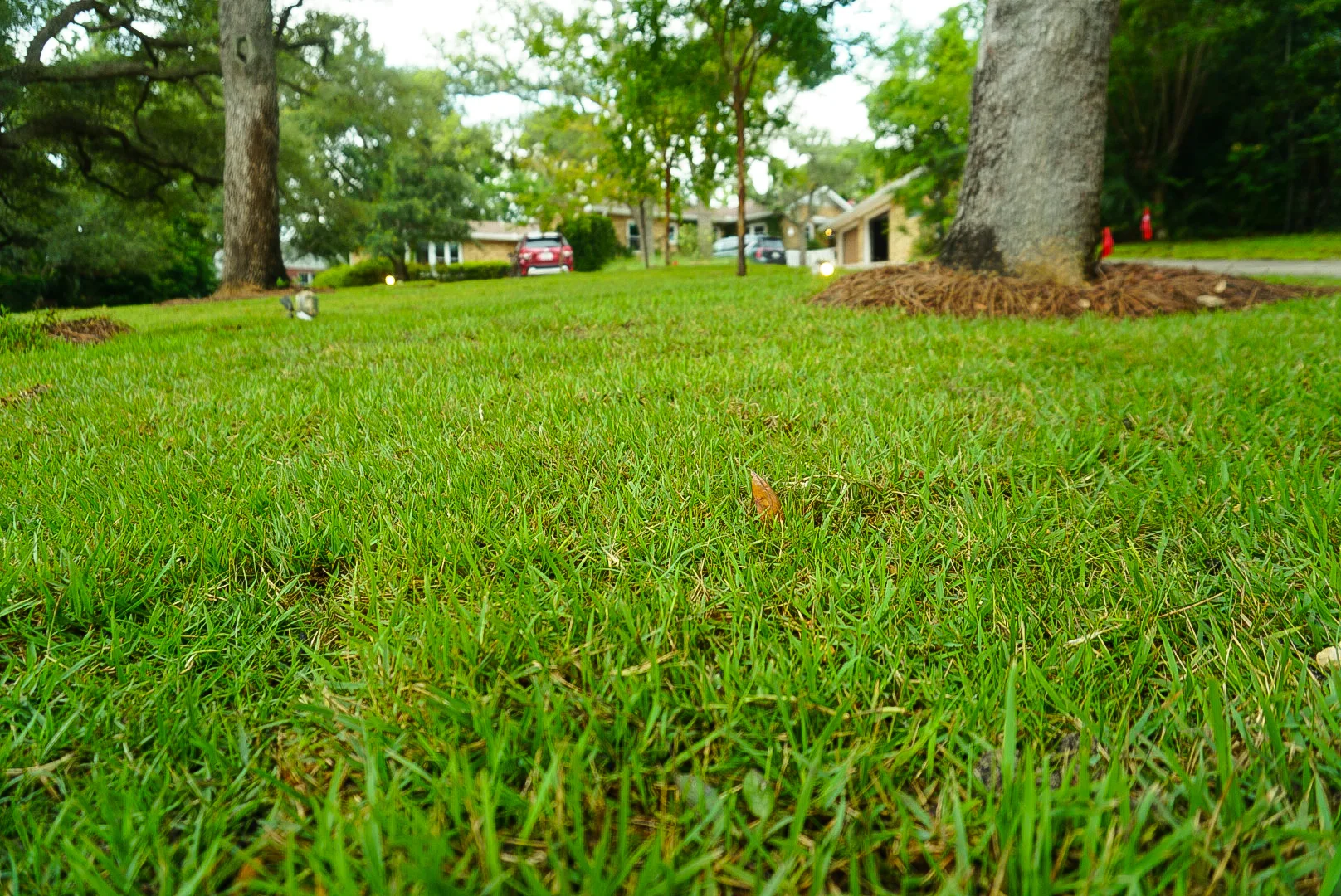 Lush green lawn in Panama City, FL, showcasing professional lawn care services for a vibrant outdoor space.
